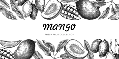 Summer background. Mango fruit sketch, hand-drawn vector illustration. Tropical plant banner, juice packaging, print design. NOT AI generated